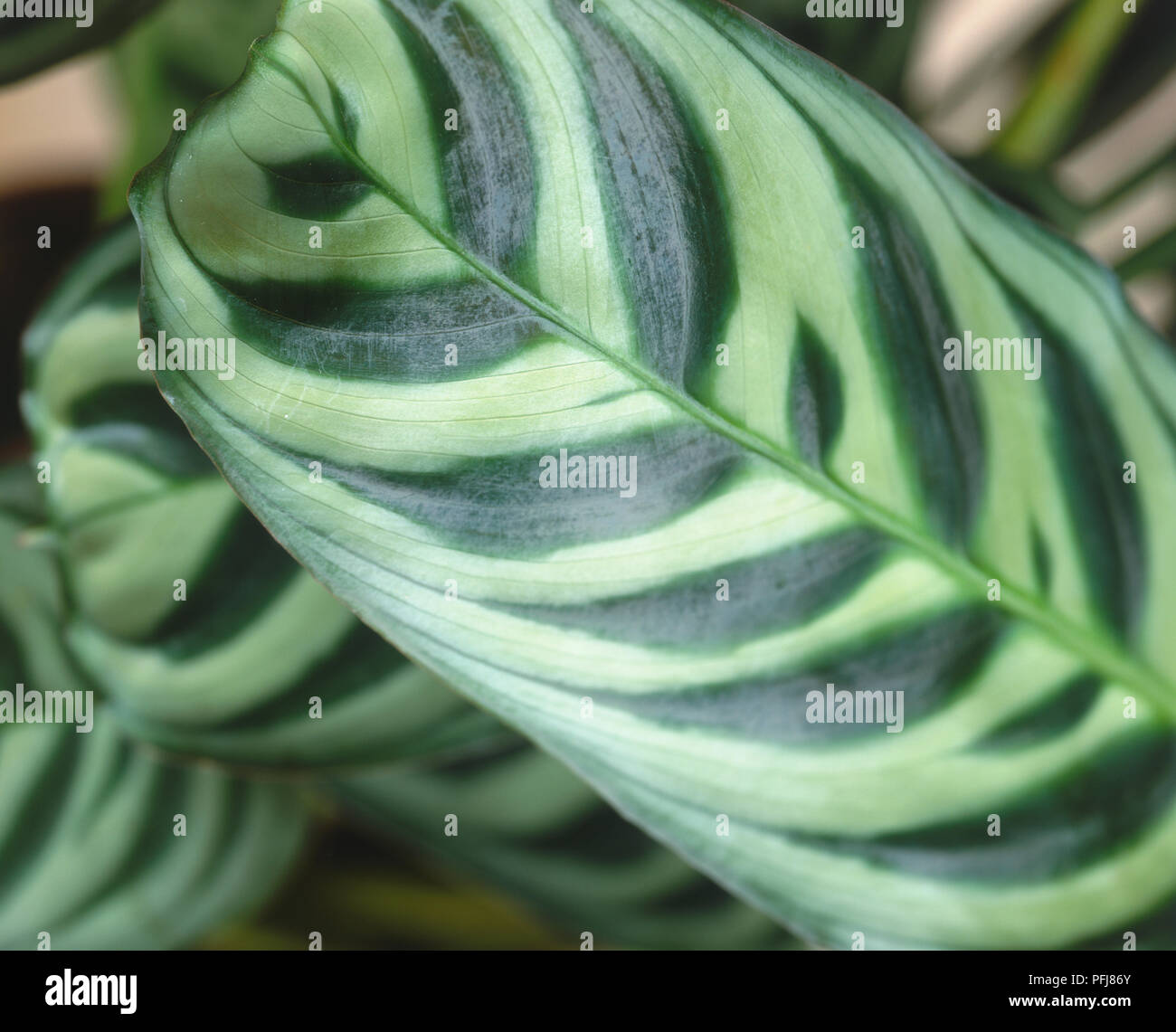 Ctenanthe burle-marxii, leaf of Never-never Plant, close-up. Stock Photo