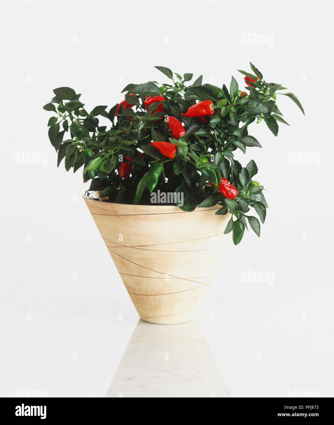 Capsicum annuum Conioides Group, Chilli Pepper plant with red fruit