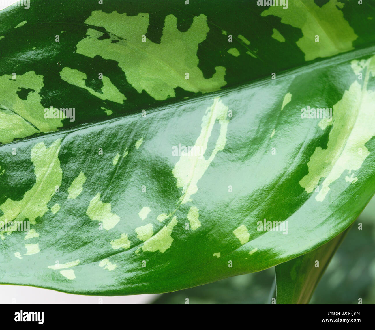 Aglaonema 'Marie' leaf, close-up. Stock Photo