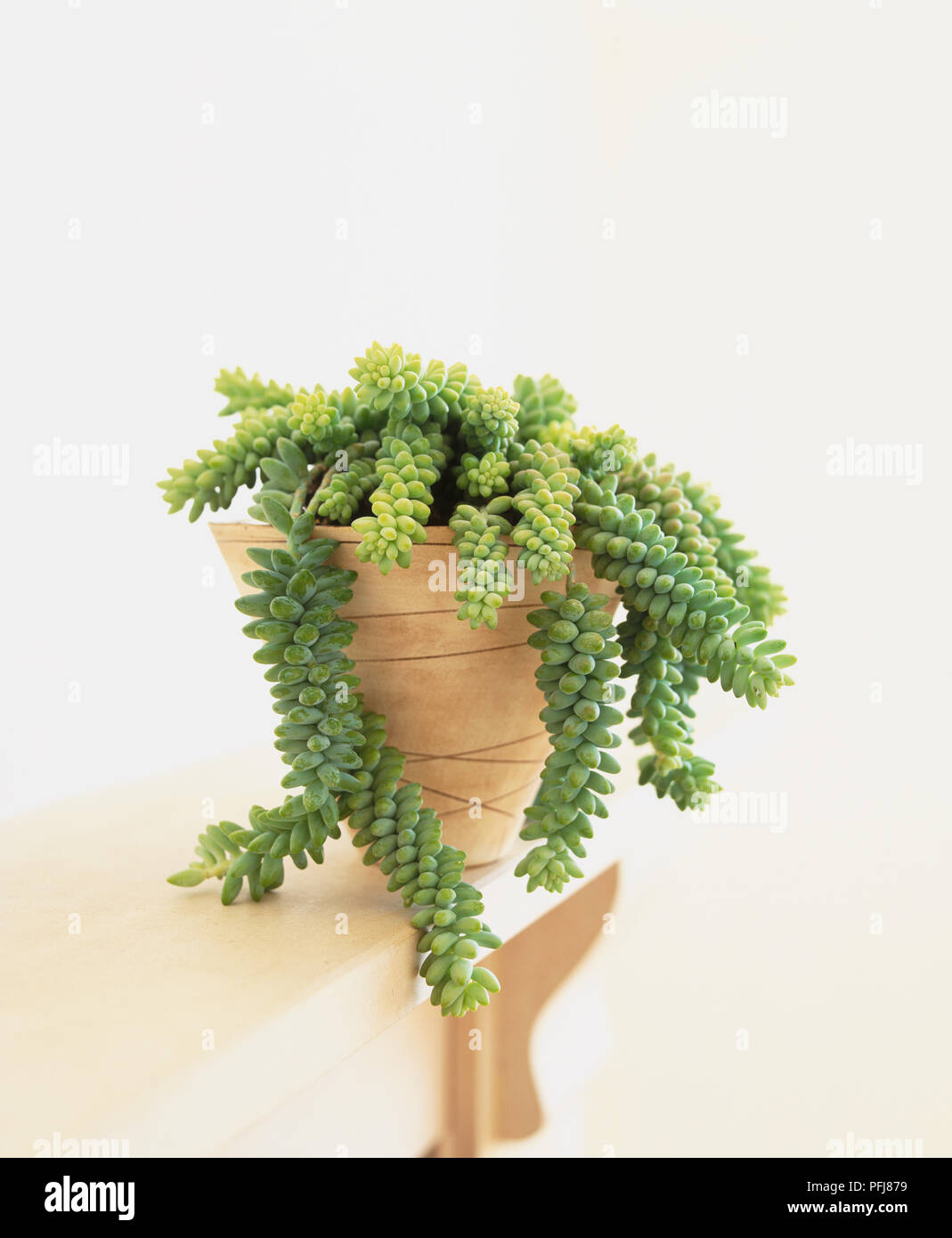 Sedum morganianum, Donkey's tail plant, potted chunky succulent hanging in grey strands, side view. Stock Photo