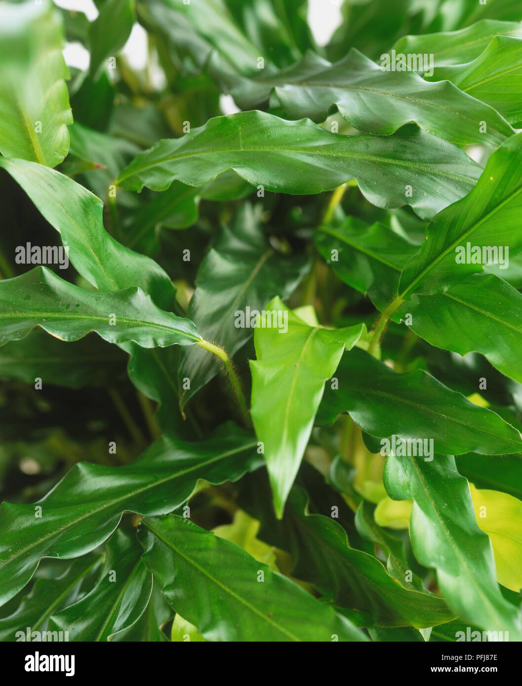 Calathea 'Blue Grass', Peacock Plant, bright green arching foliage with  waved edges, close-up Stock Photo - Alamy