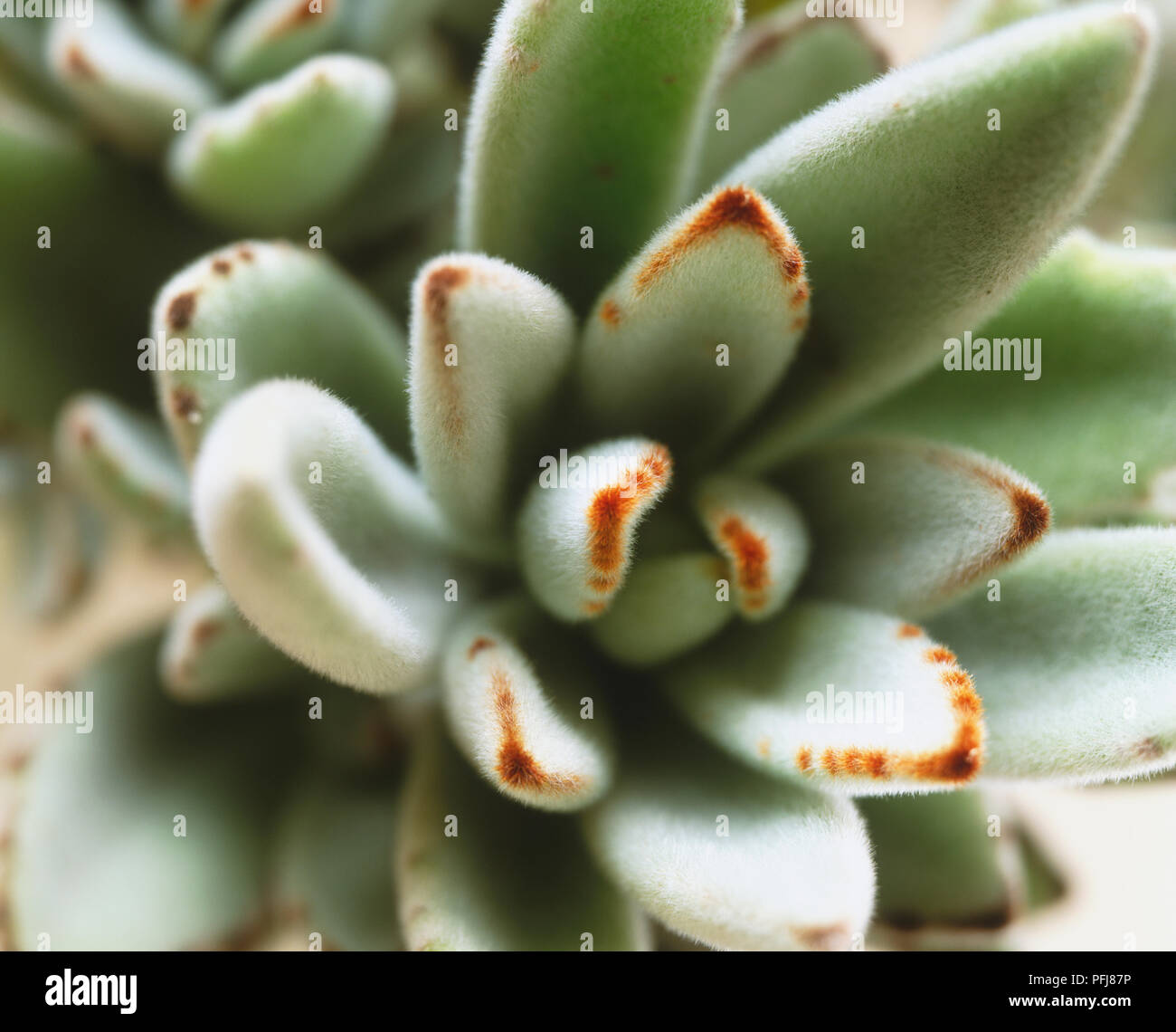 Kalanchoe tomentosa, Kalanchoe plant, succulent green foliage with