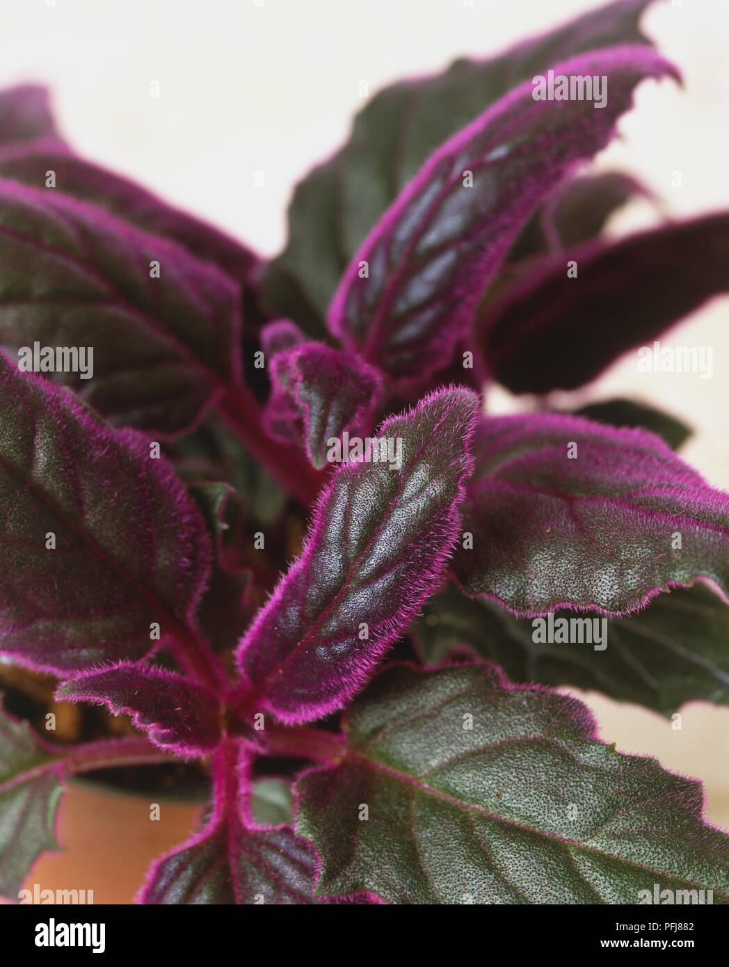 Gynura aurantiaca, Purple Velvet Plant, toothed and curled leaves with covering of fine purple hairs, close-up. Stock Photo