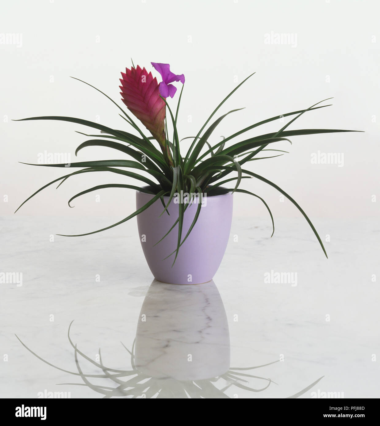 Tillandsia cyanea, flowering Pink Quill plant growing in white ceramic pot. Stock Photo