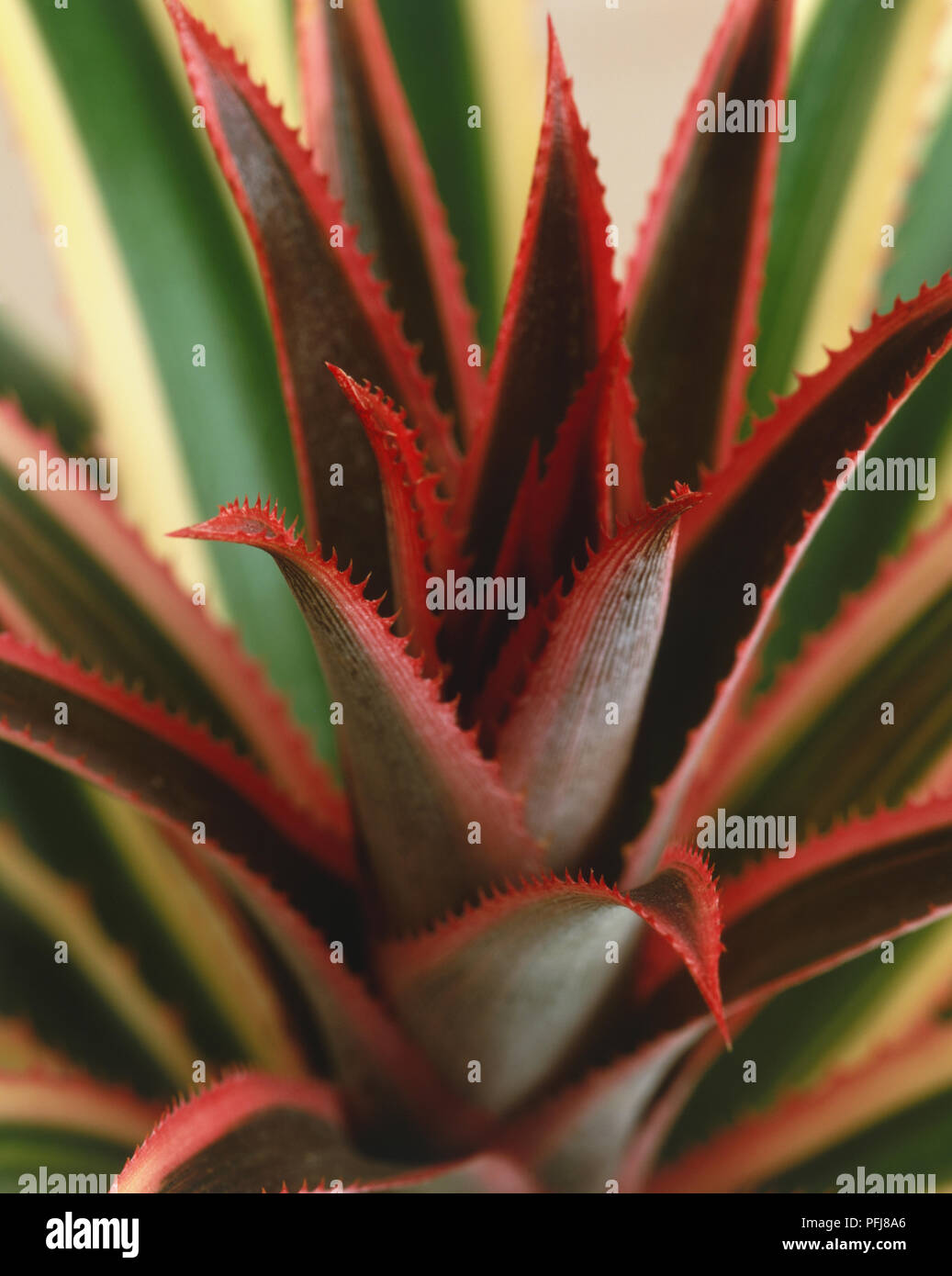 Ananas comosus var. variegatus, leaves of Pineapple plant, pink toothed margins, close up. Stock Photo