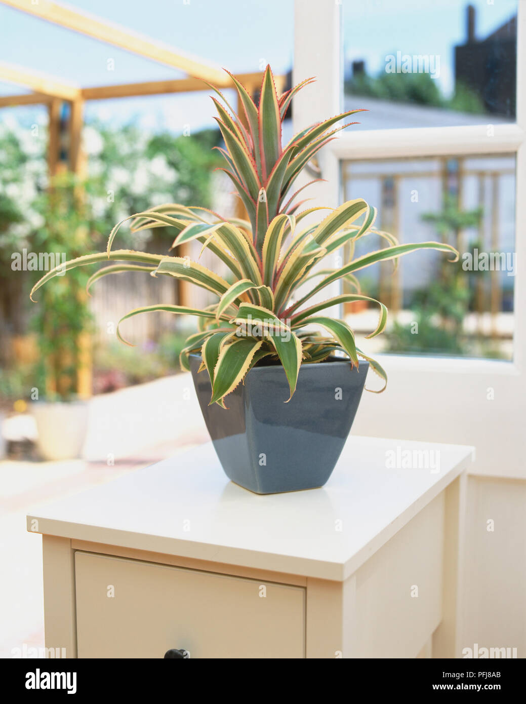 Ananas comosus var. variegatus, Pineapple plant growing in blue ceramic pot by window looking out to garden. Stock Photo