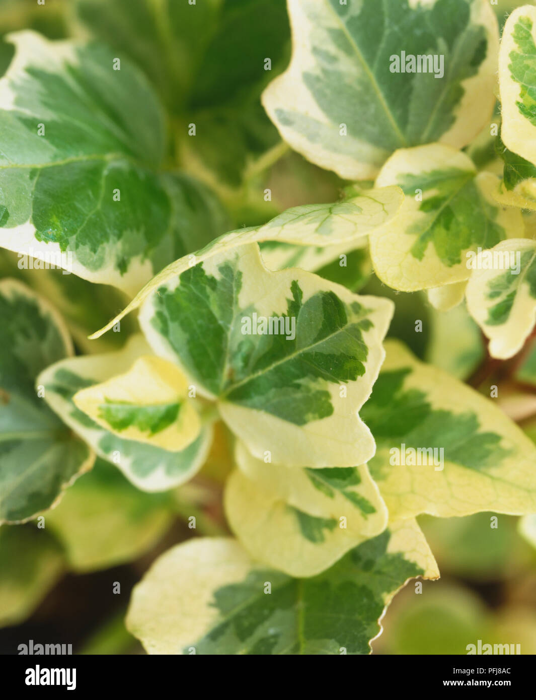 English ivy ‘white wonder’ hires stock photography and images Alamy