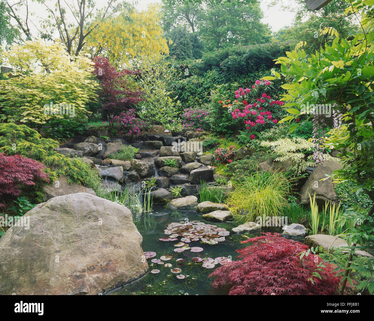 Landscaped park pond with Waterlilies and stepping-stone path, surrounded by tiered rocks, bushes and shrubs. Stock Photo