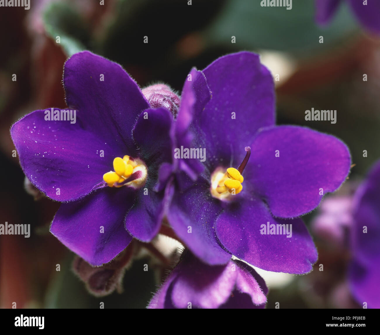 Saintpaulia cultivars, African Violet flowerhead, close up. Stock Photo