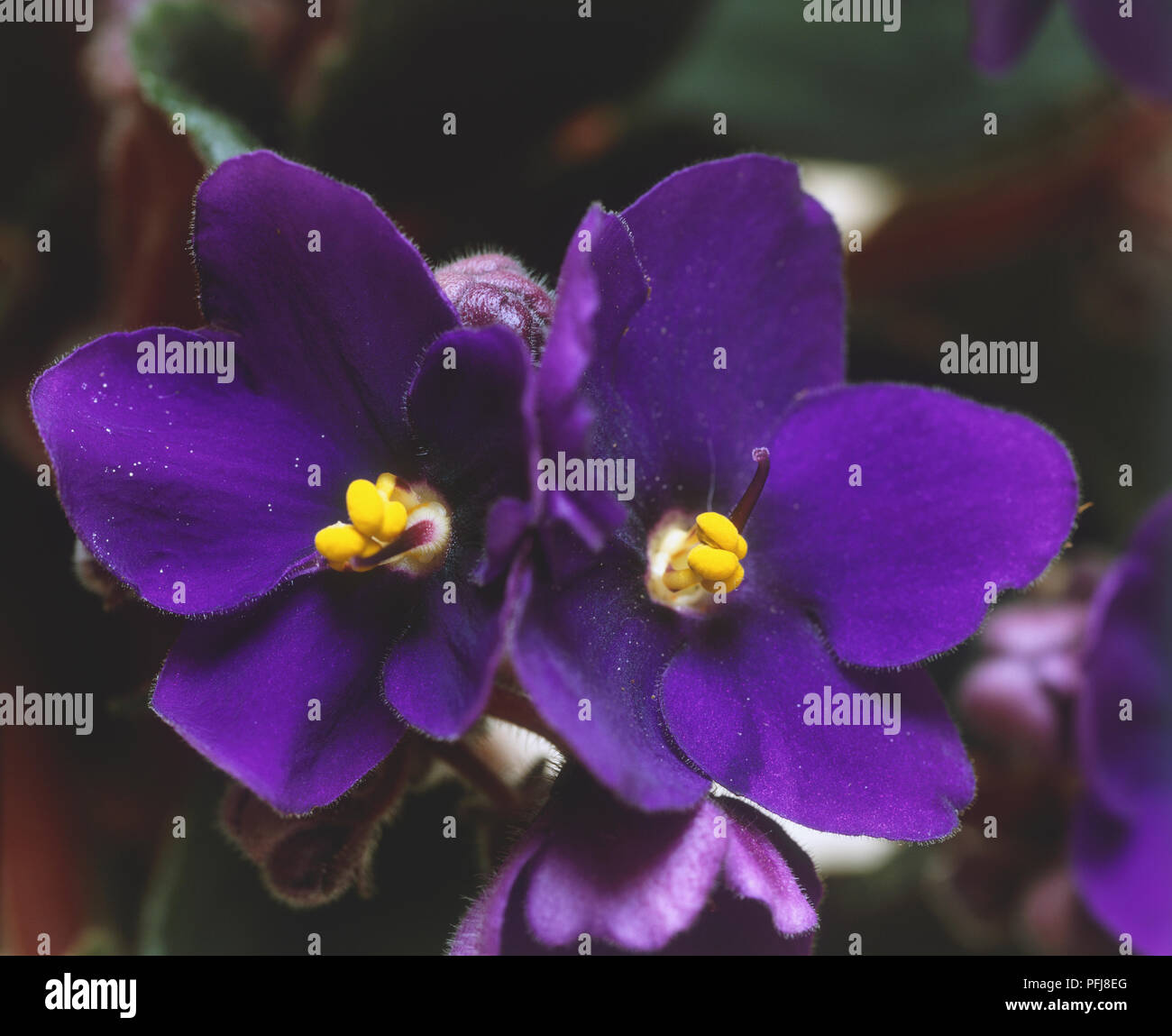 Saintpaulia cultivars, African Violet flowers, close-up. Stock Photo