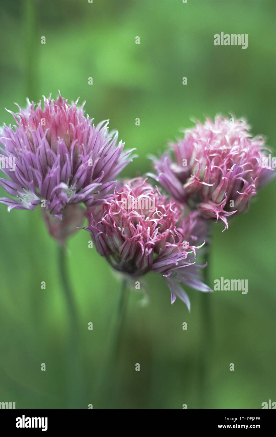 Allium schoenoprasum, Chives, purple flower heads, close up Stock Photo
