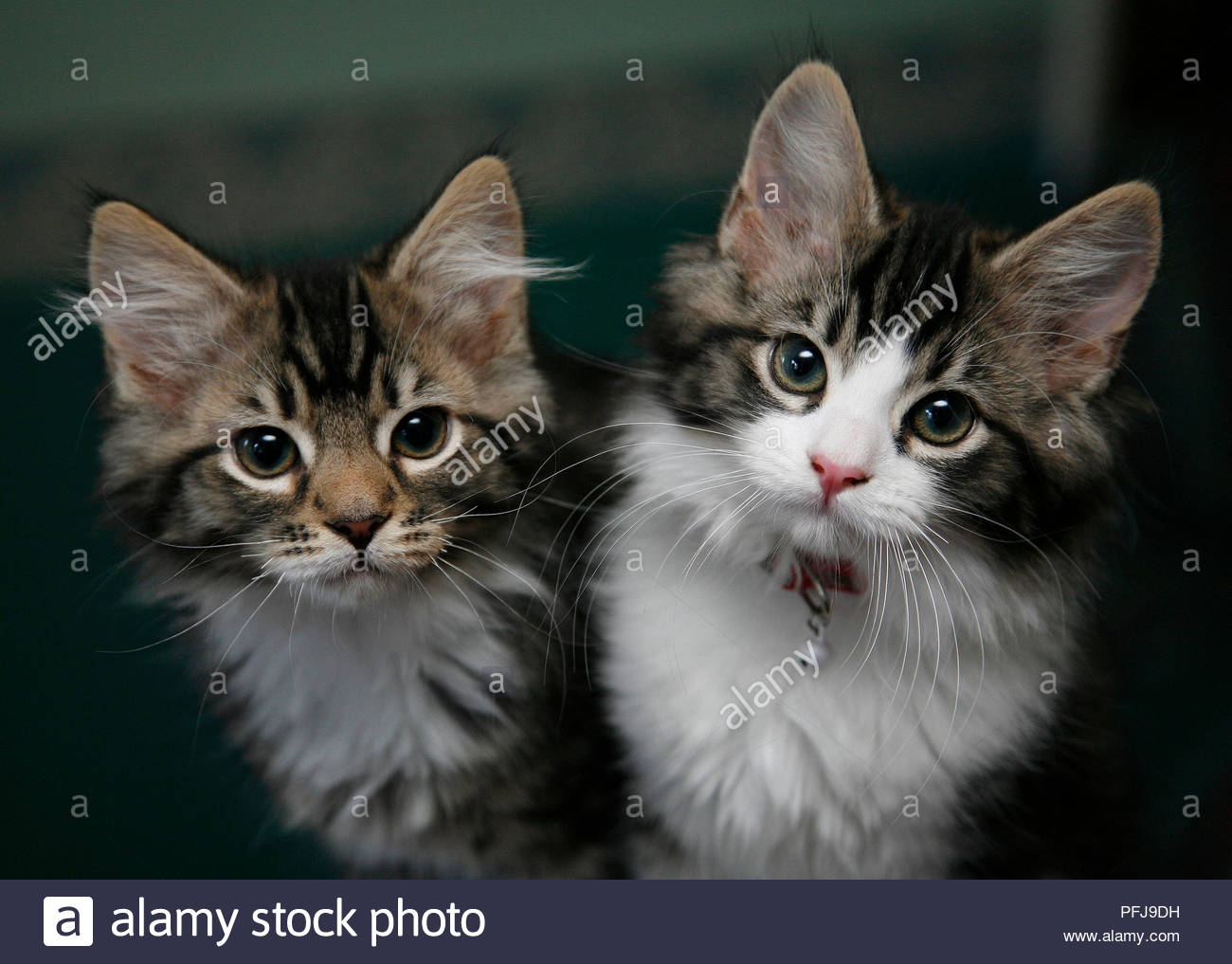 pet store cats for sale