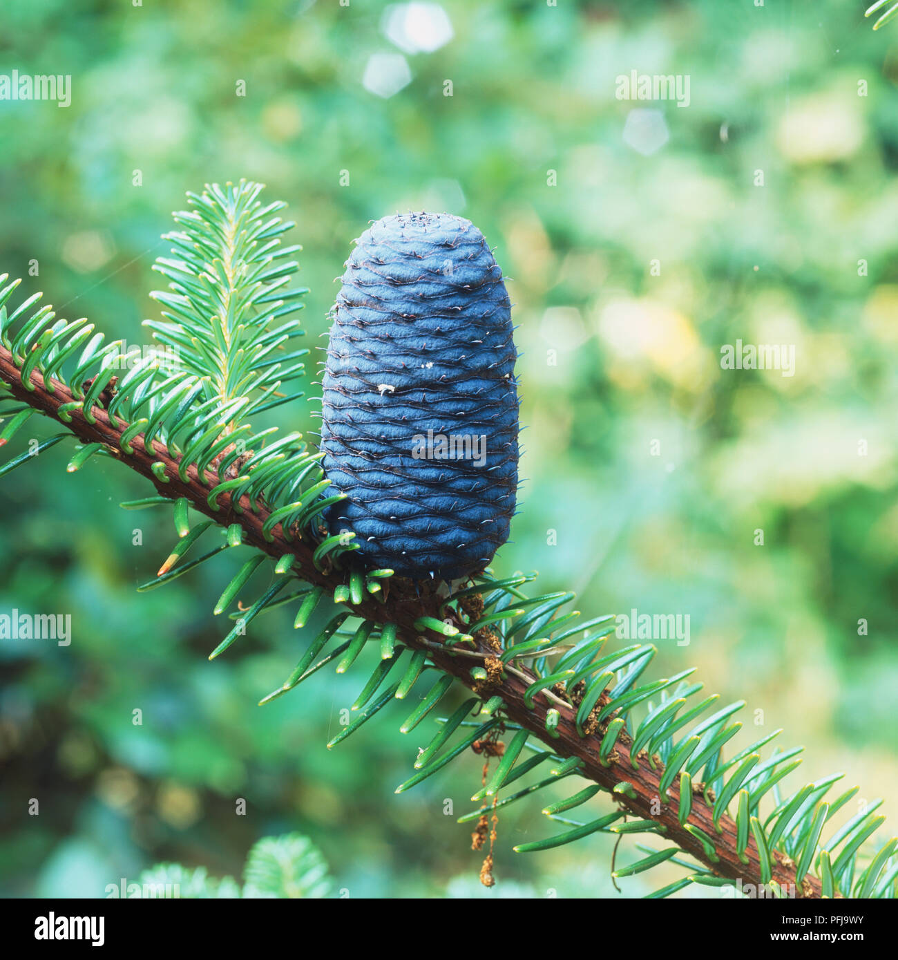 Blue cone of Abies alba, European Silver Fir Stock Photo