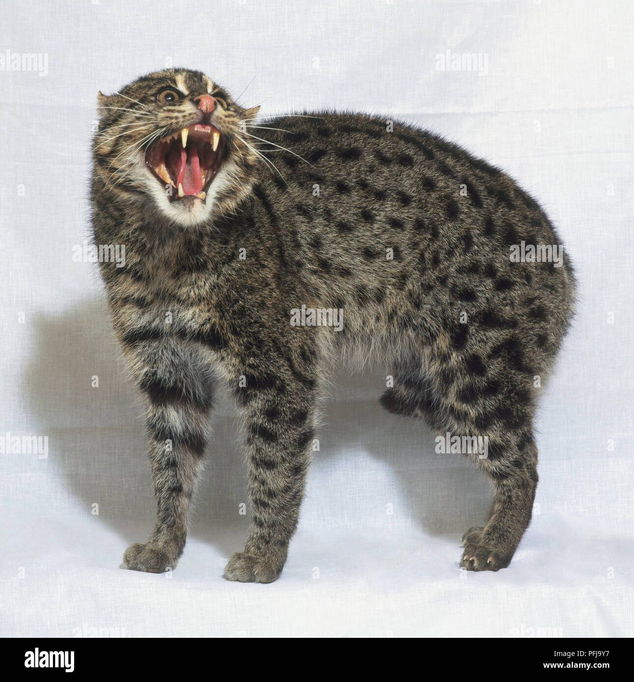 Geoffroy's Cat (Oncifelis geoffroyiI) growling, side view Stock Photo