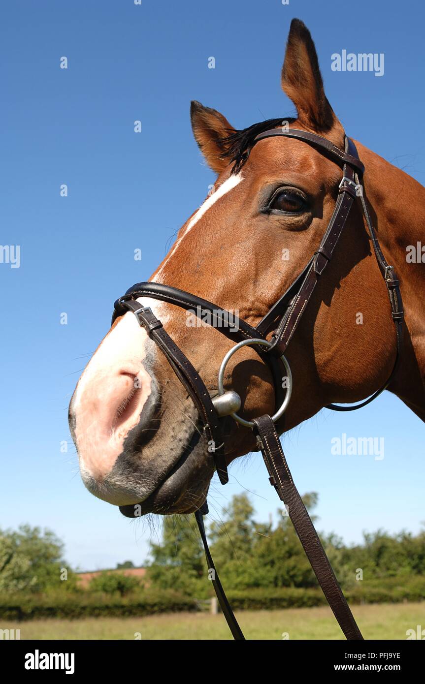 Head of brown horse, wearing bridle with flash noseband, close-up Stock Photo