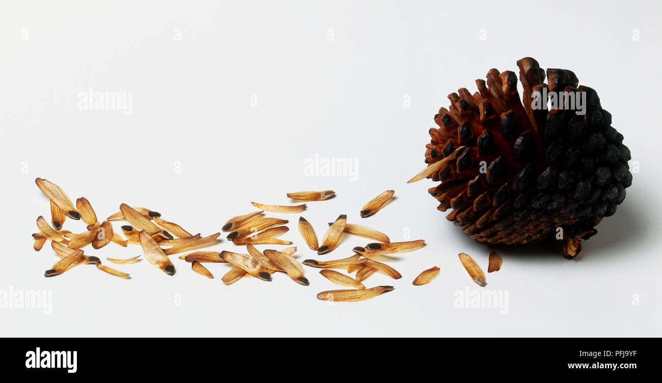 Pine cone and large number of seeds Stock Photo