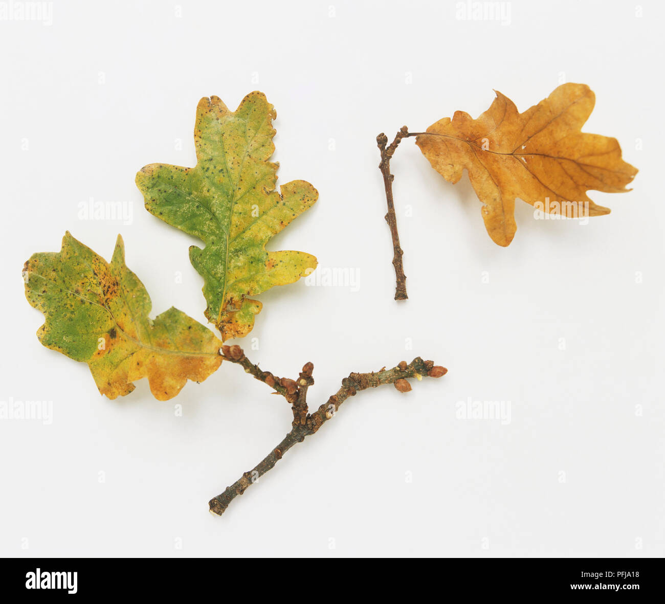 Oak leaves turning brown Stock Photo Alamy