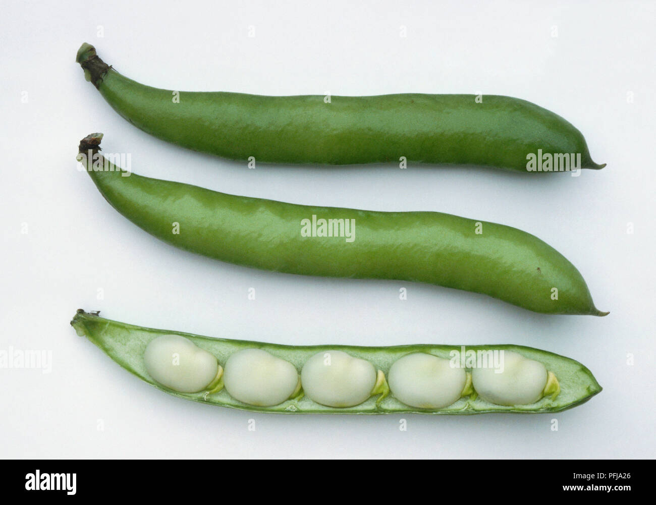 Broad Bean 'Statissa', in pods and with seeds exposed Stock Photo Alamy