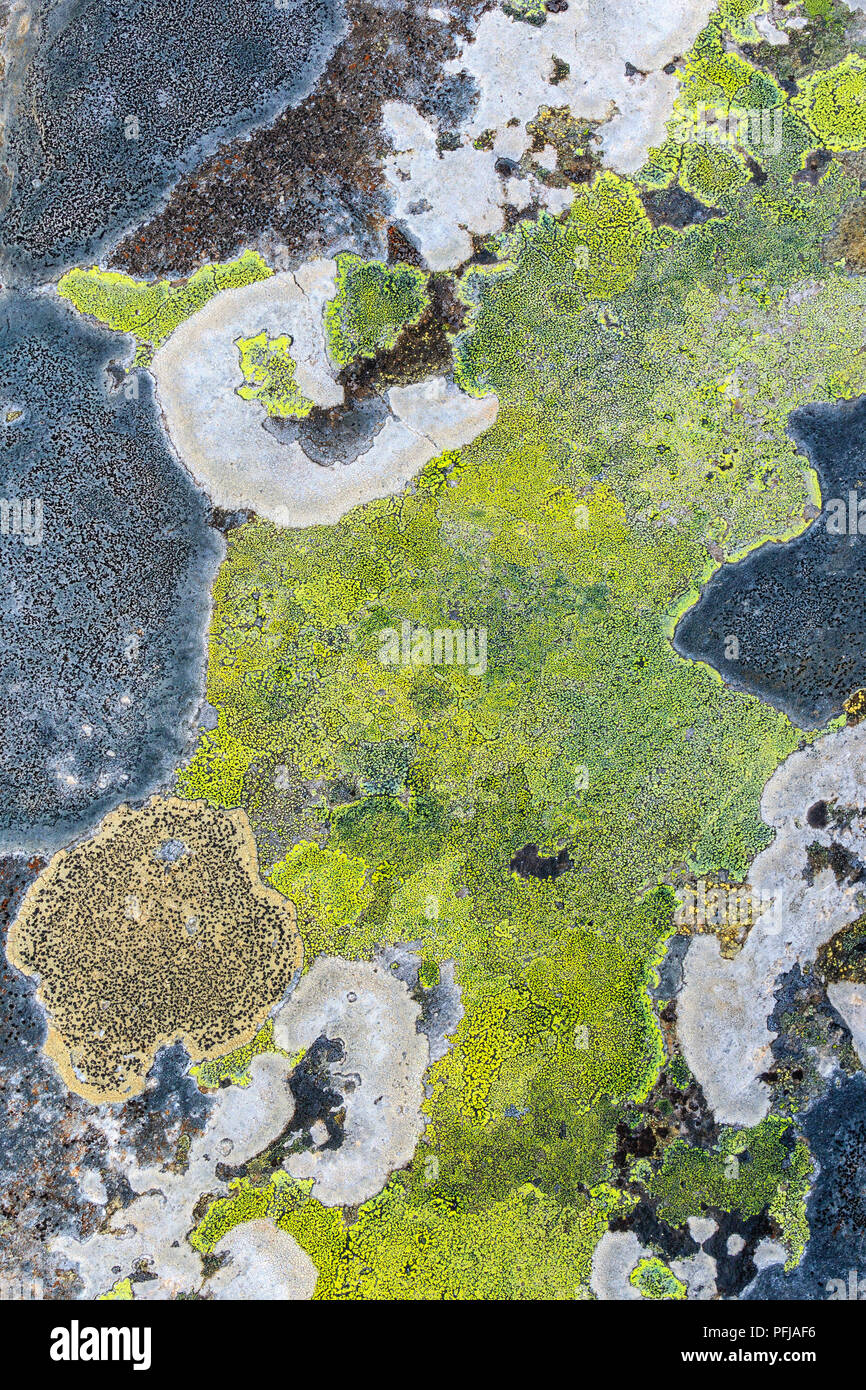 Colourful Map lichen on a rock Stock Photo