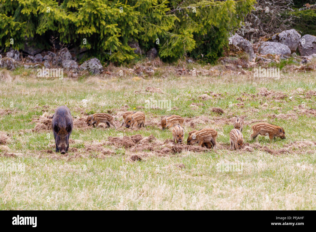 Wild boar with her newborn piglets Stock Photo