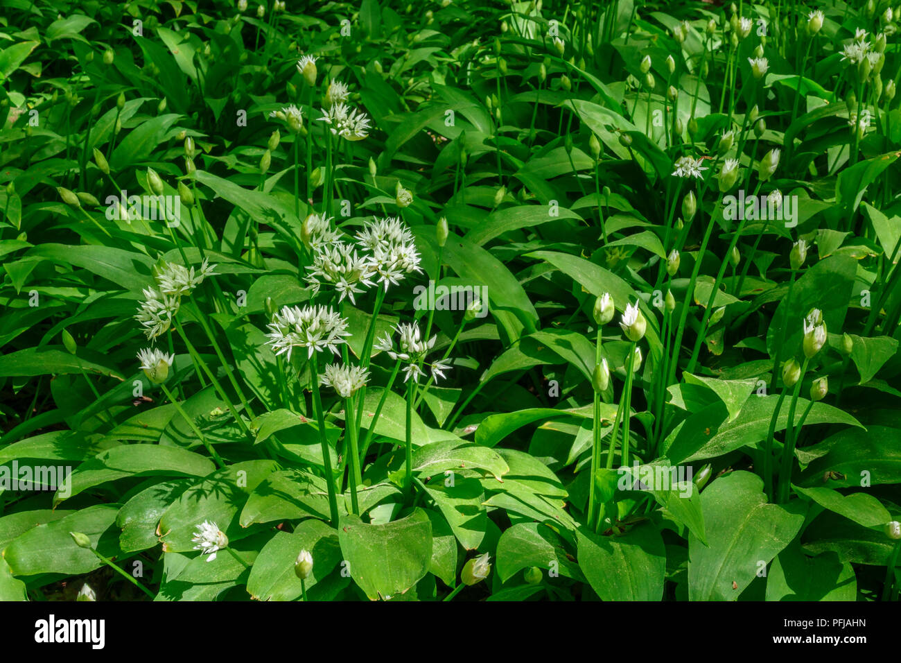 Wild garlic flower and buds in a meadow Stock Photo Alamy