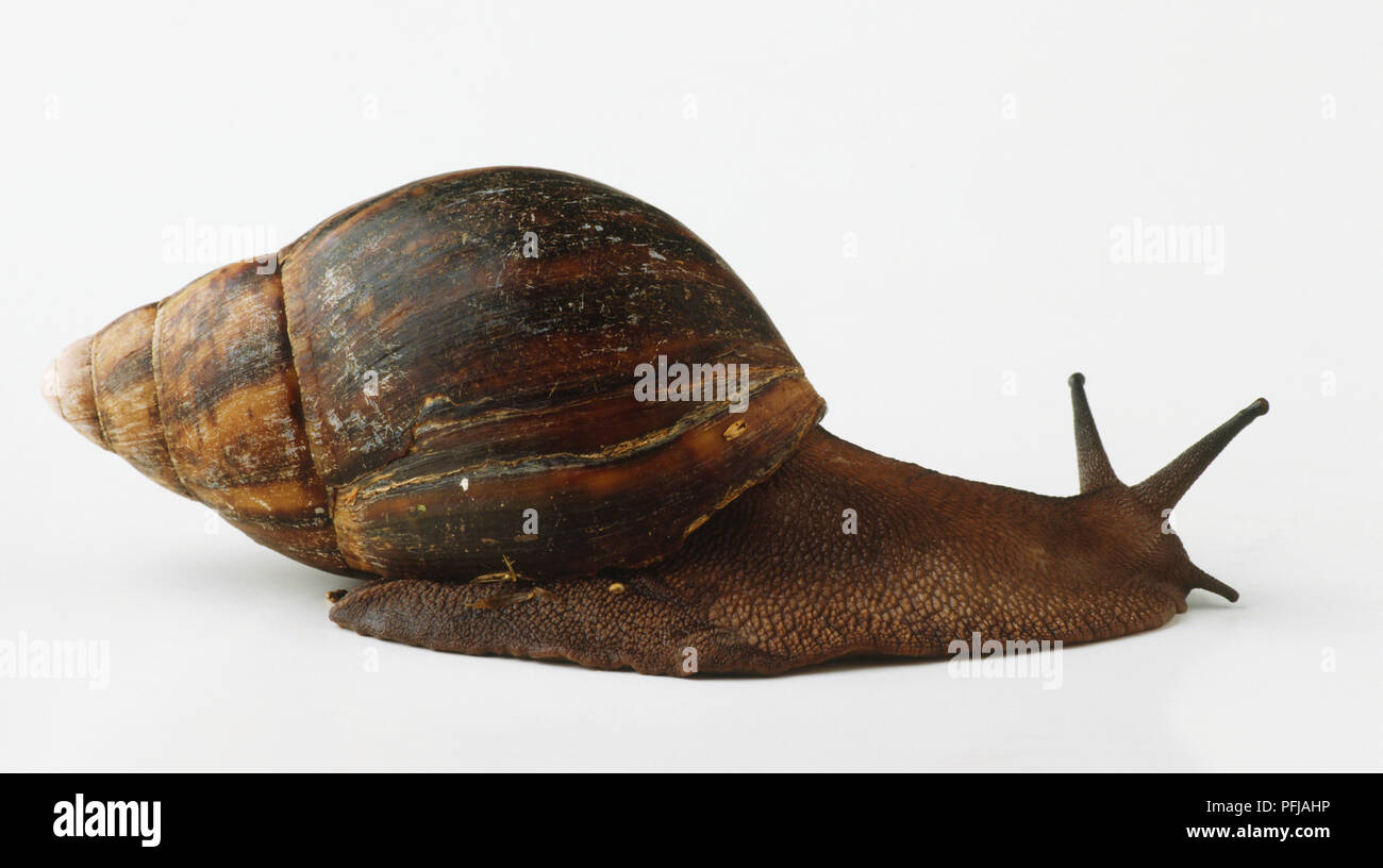 Snail with coneshaped shell, facing away Stock Photo Alamy