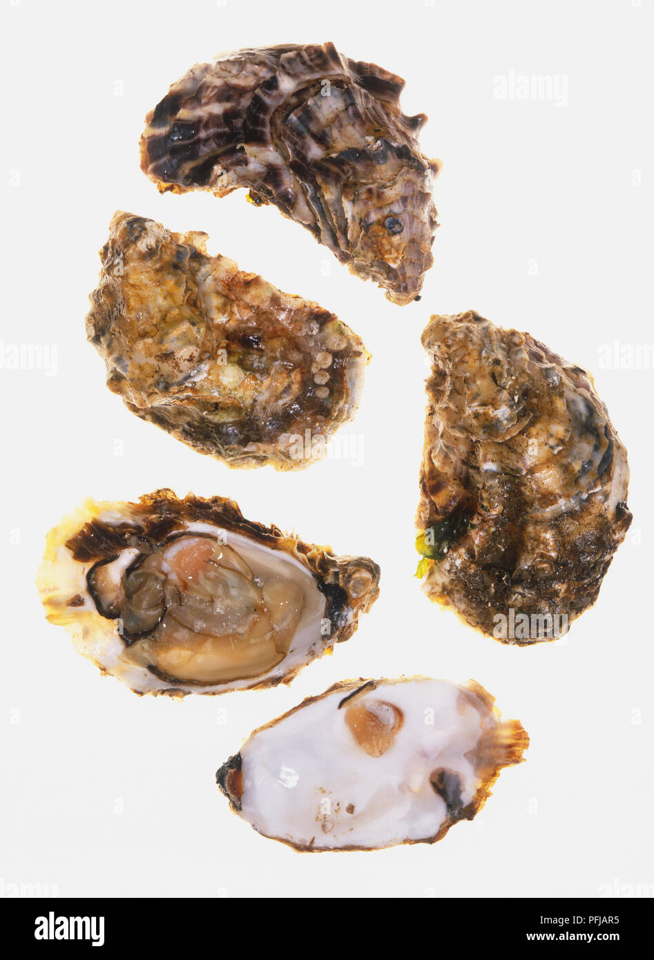 Pyster Shells Scotland Oyster shells hi-res stock photography and images - Alamy