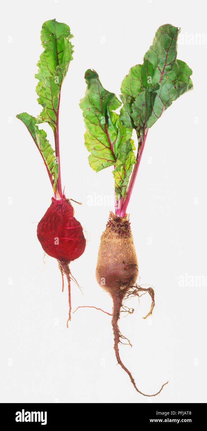 Two Beetroot Beetroot beetroots hi-res stock photography and images - Alamy