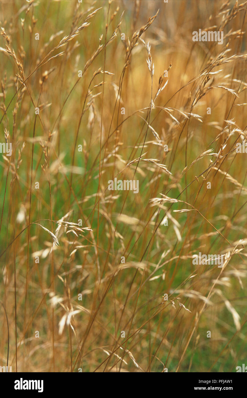 Festuca eskia, ears of grass Stock Photo