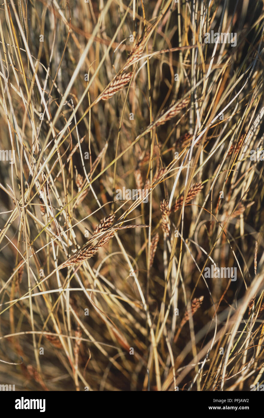 Carex comans, Sedge Stock Photo