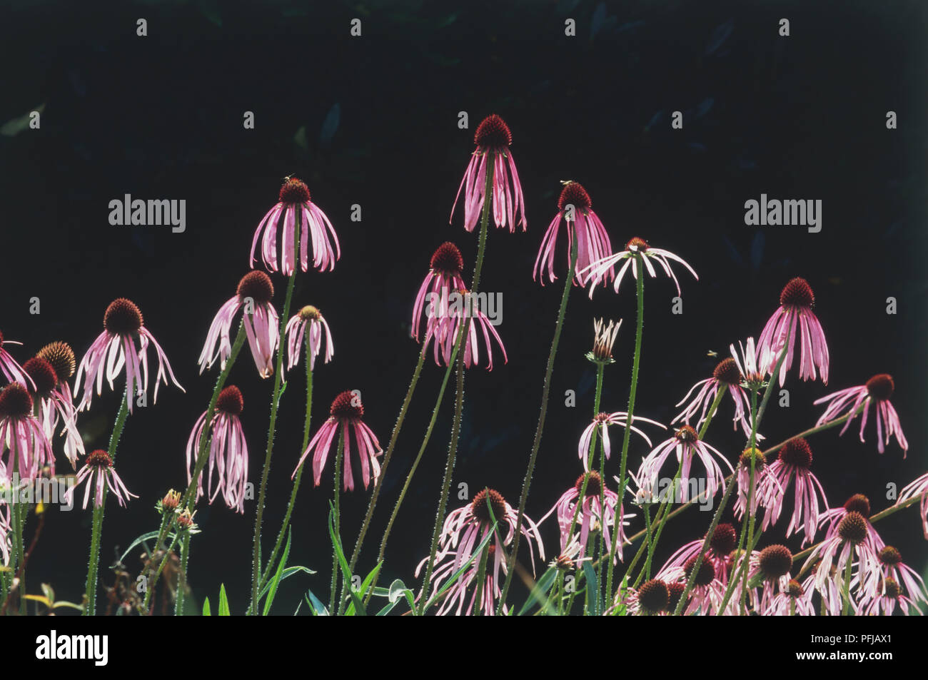 Echinacea pallida, flowers with drooping purple petals Stock Photo Alamy