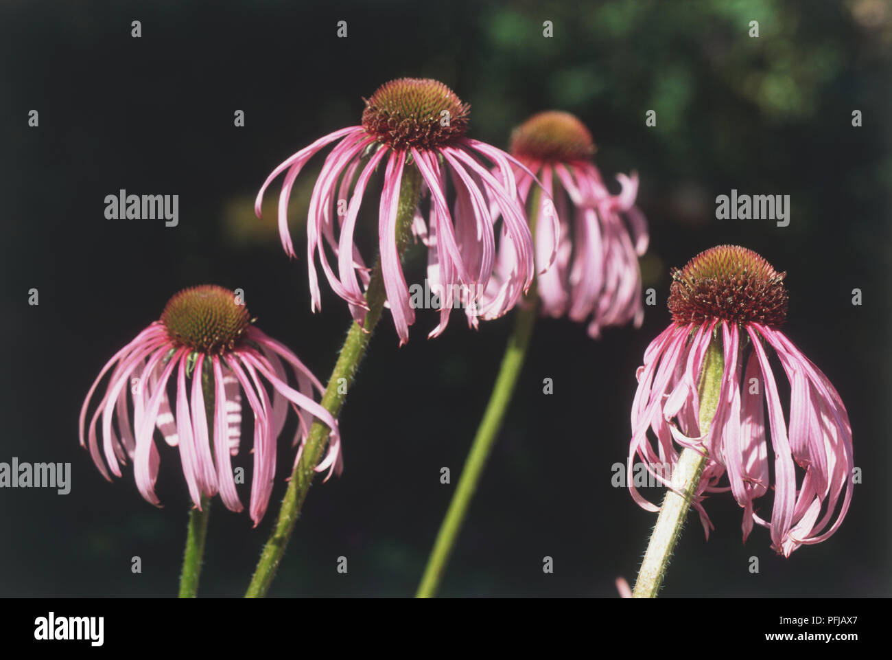Echinacea pallida, flowerheads showing drooping purple petals Stock