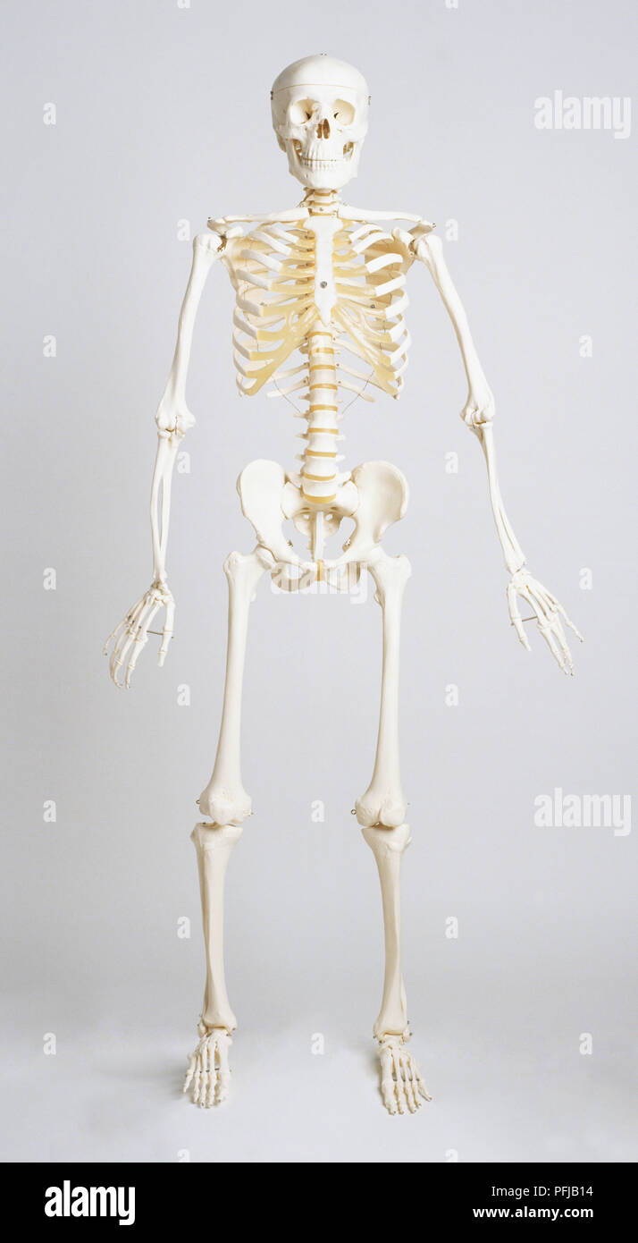 Human skeleton full length hi res stock photography and images alamy