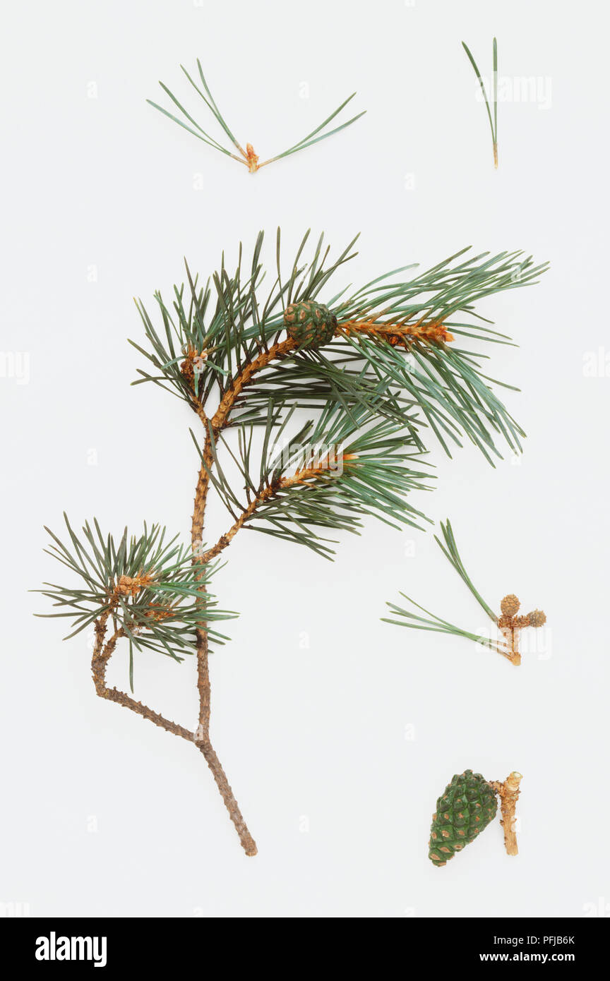 Twig, leaves and seeds from Pinus muricata (Bishop pine) Stock Photo