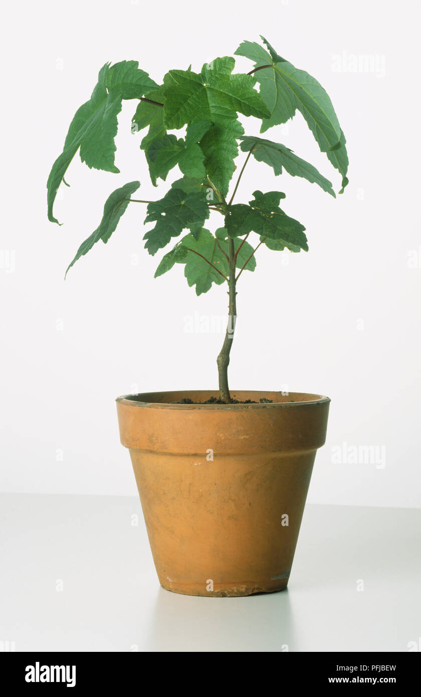 Sycamore sapling tree sapling hi-res stock photography and images - Alamy
