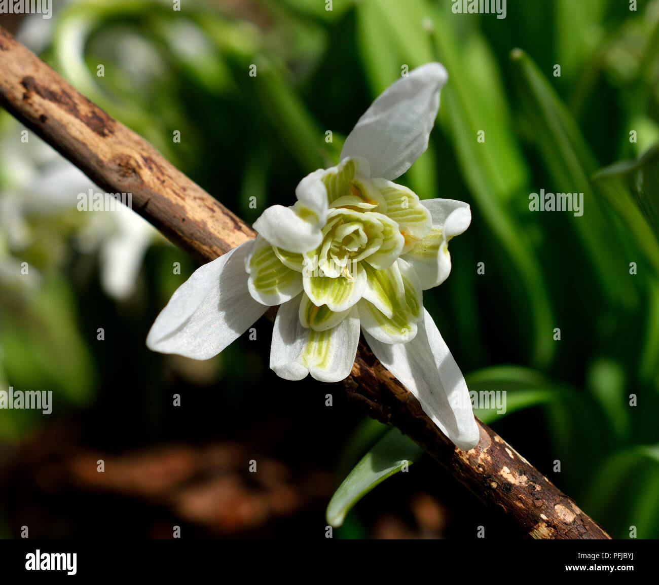 A snowdrop in the sunshine Stock Photo