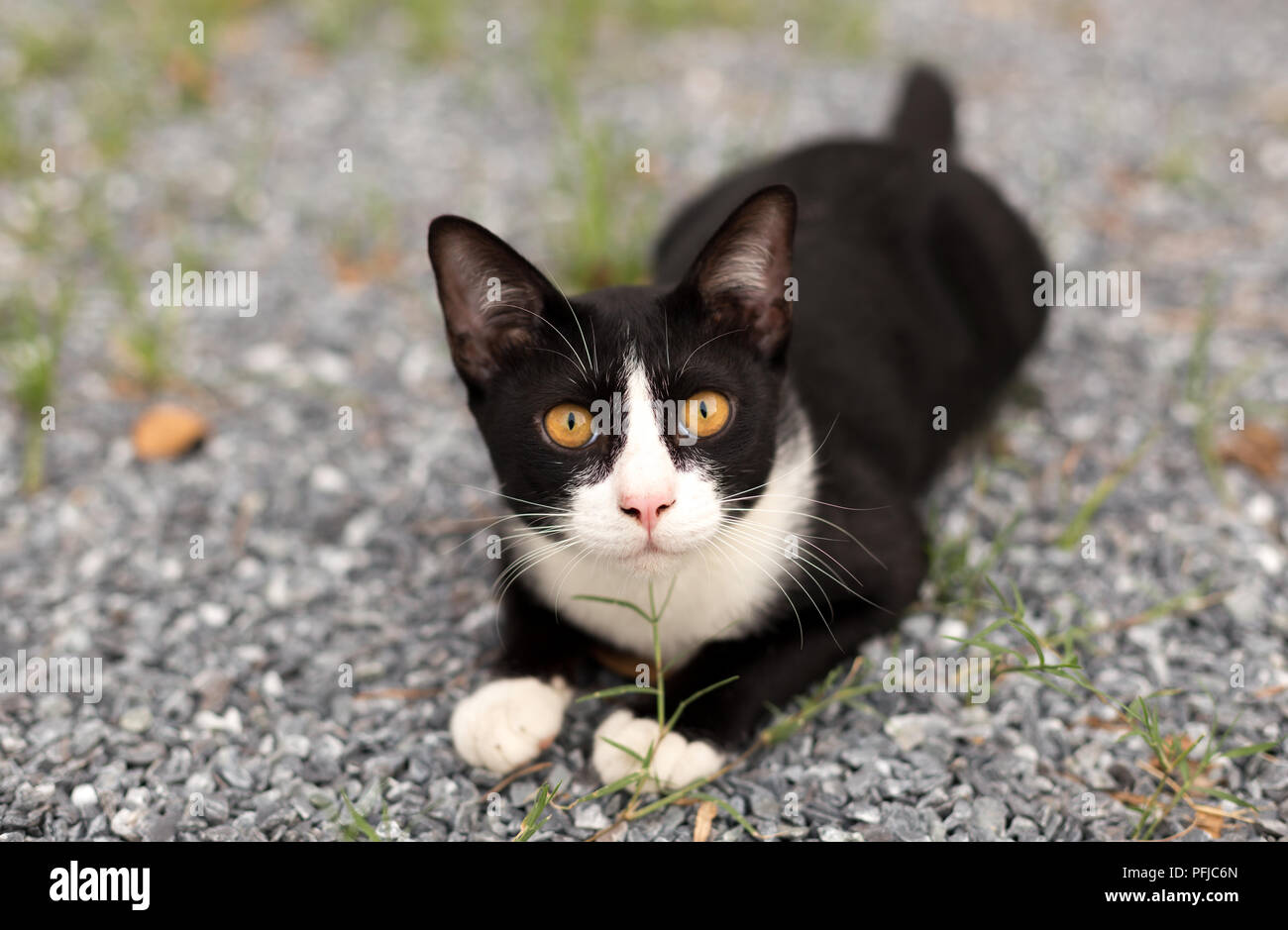 Beautiful black and white cat lying looking at camera Stock Photo - Alamy