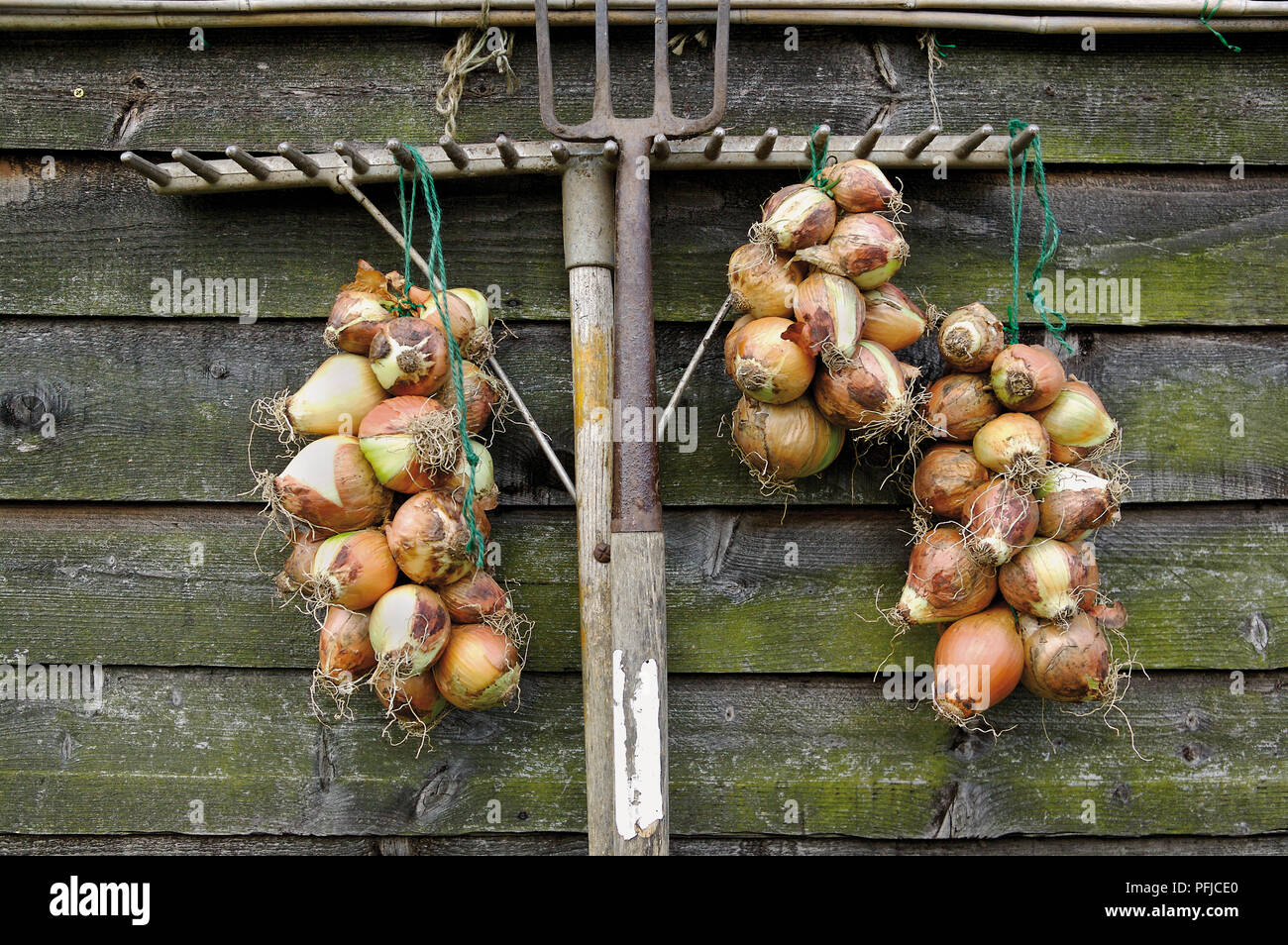 Onions hanging on rake outside garden shed Stock Photo - Alamy