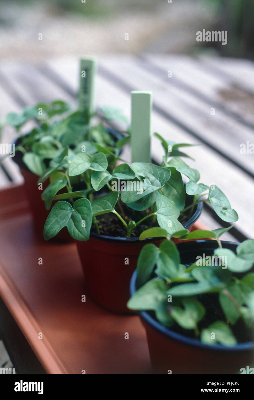 Three seedlings from Ipomoea purpurea (Morning glory) in plant pots