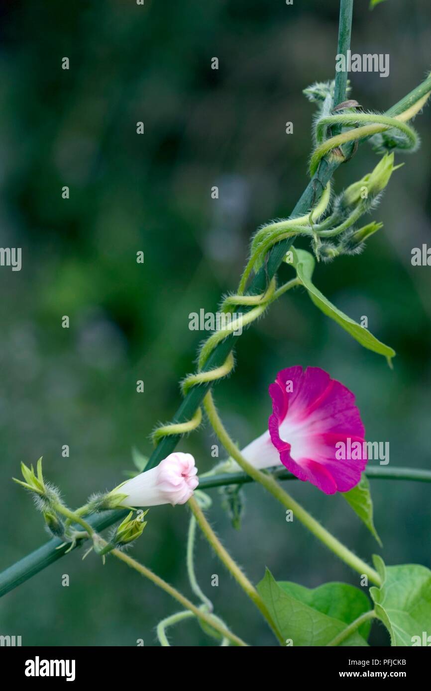 Ipomoea purpurea (Morning glory), pink flower and bud with twisted stems  Stock Photo - Alamy