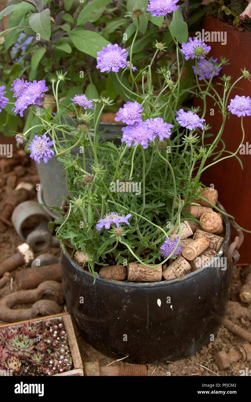 Scabiosa Columbaria Pincushion Flower Purple Blue Flowers In Pot Filled With Corks Stock Photo Alamy