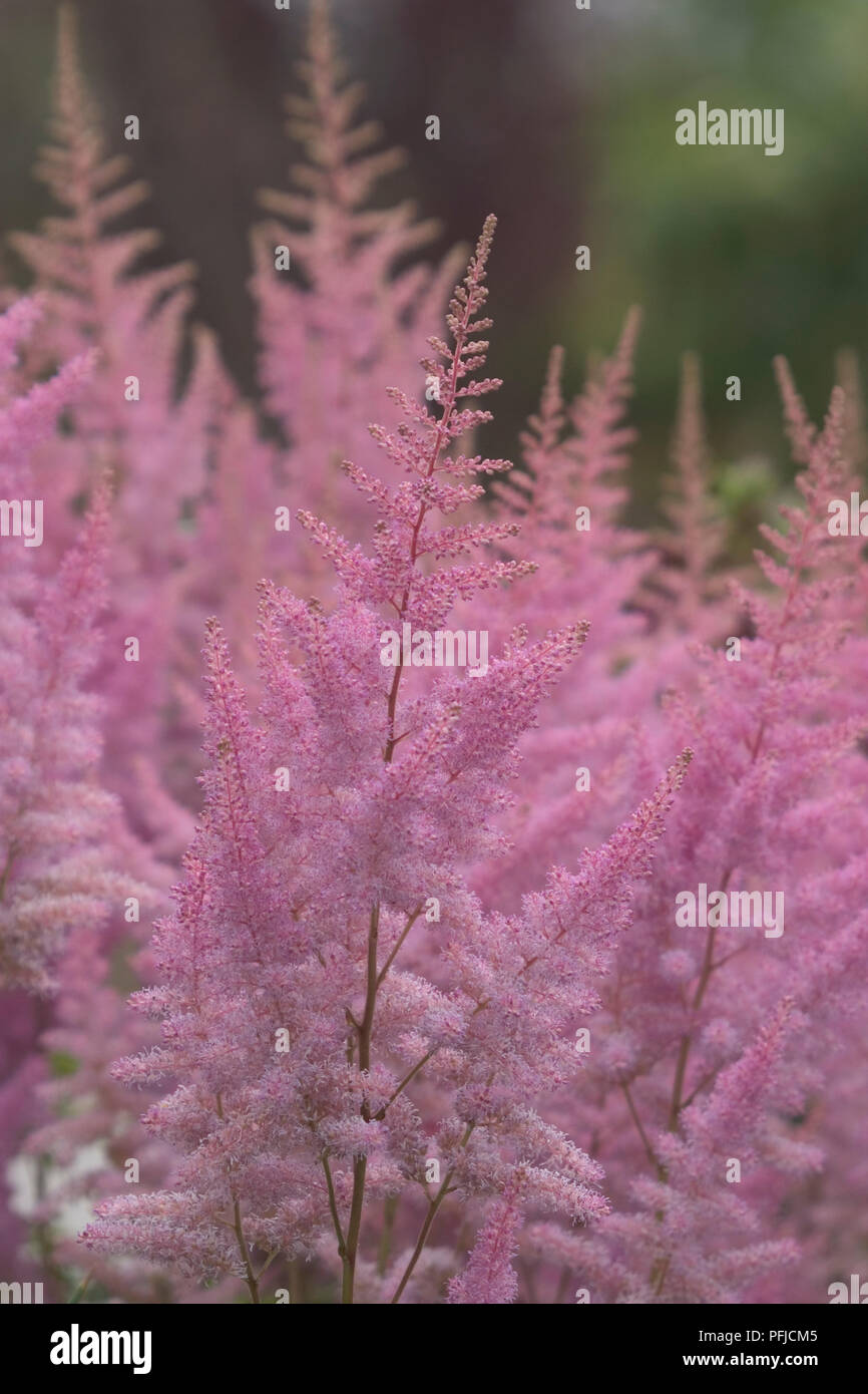 Astilbe arendsii plant, spikes of pale pink flowers, close-up Stock Photo