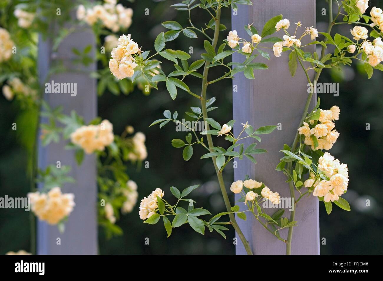 Rosa banksiae 'Lutea' (Lady Banks' rose), cream coloured flowers growing around wooden post Stock Photo