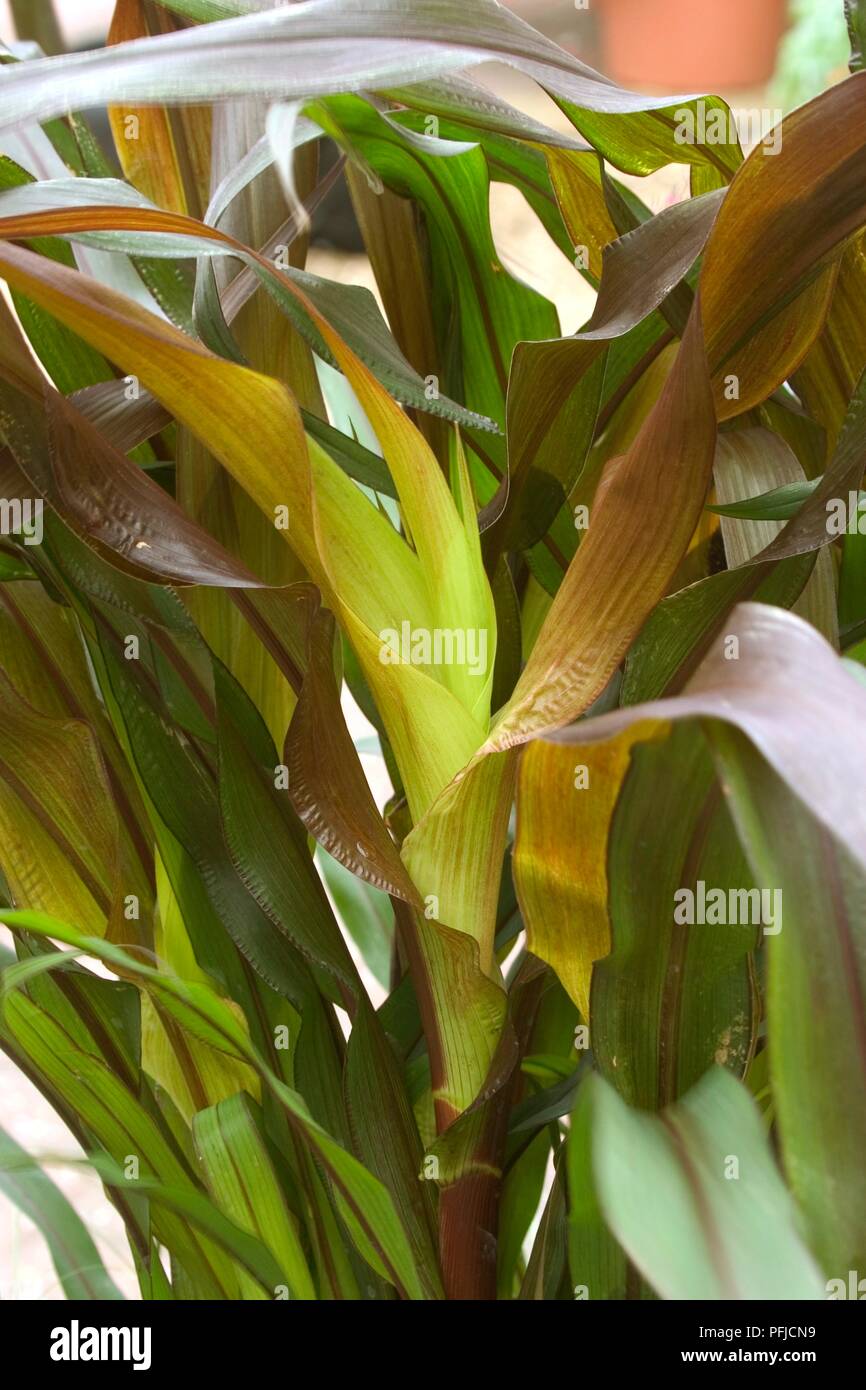 Pennisetum glaucum 'Purple Majesty' (Ornamental millet), variegated
