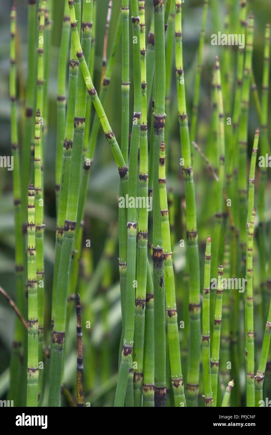 Equisetum sp. (Horsetail), green stems Stock Photo