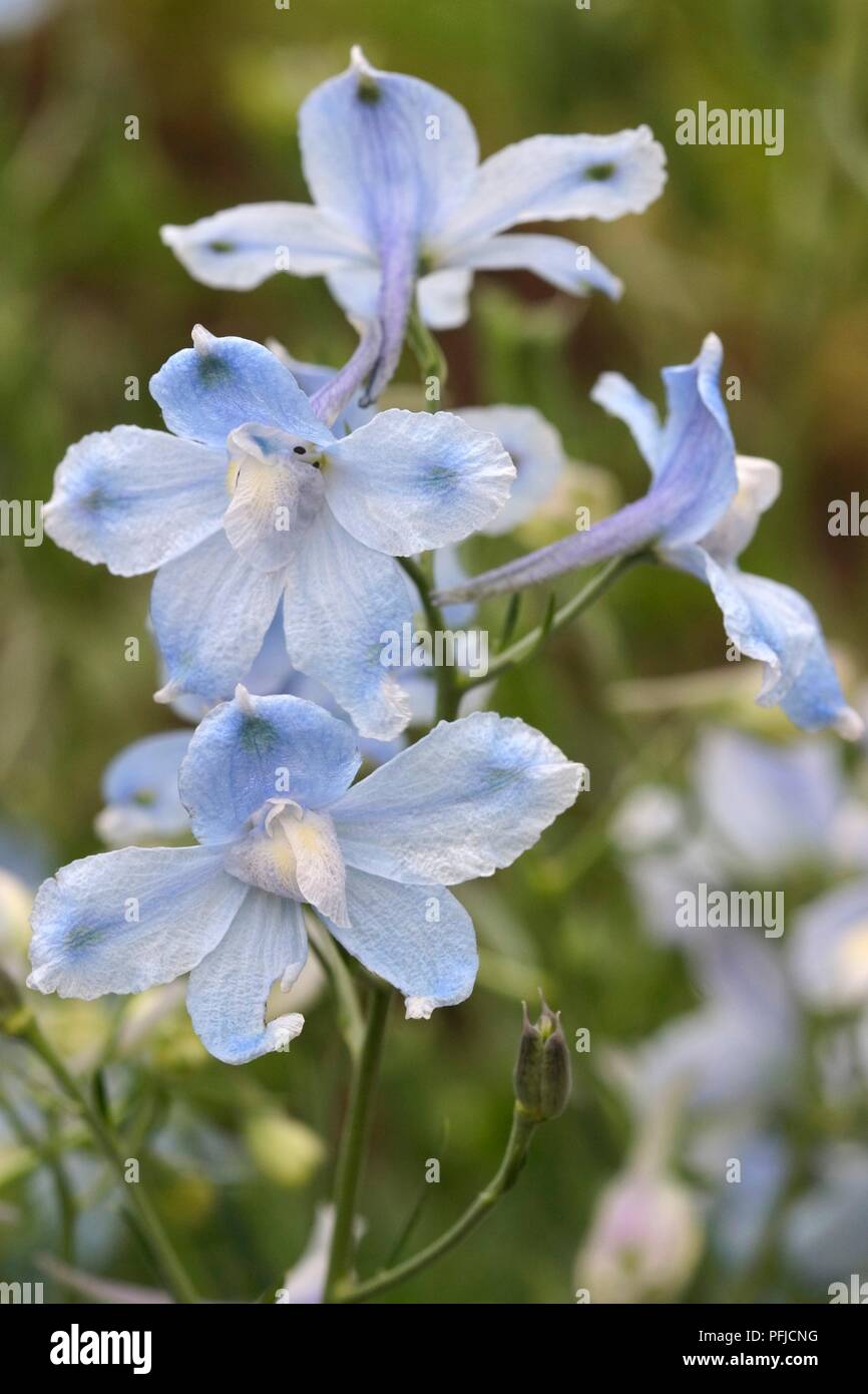 Delphinium grandiflorum 'Summer Blues', pale blue flowers on stem Stock Photo