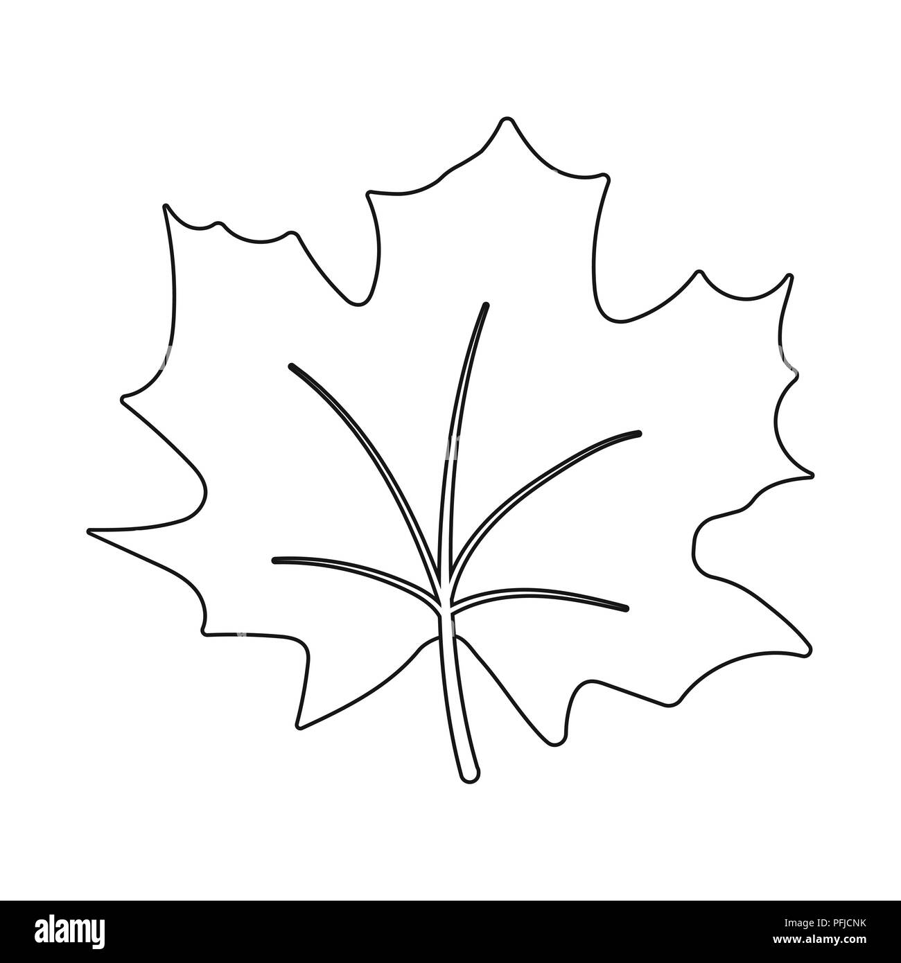 Maple Leaf vector illustration icon in outline design Stock Vector