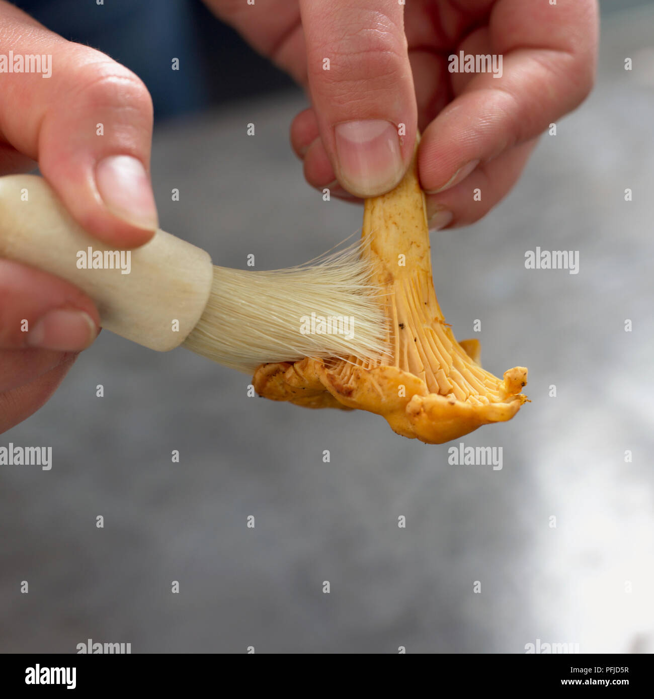 Hands cleaning chanterelle mushroom with pastry brush, closeup Stock