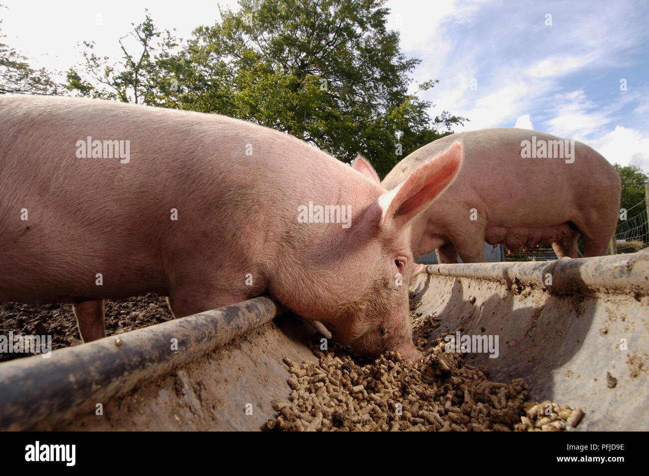 Two pigs eating from trough Stock Photo Alamy