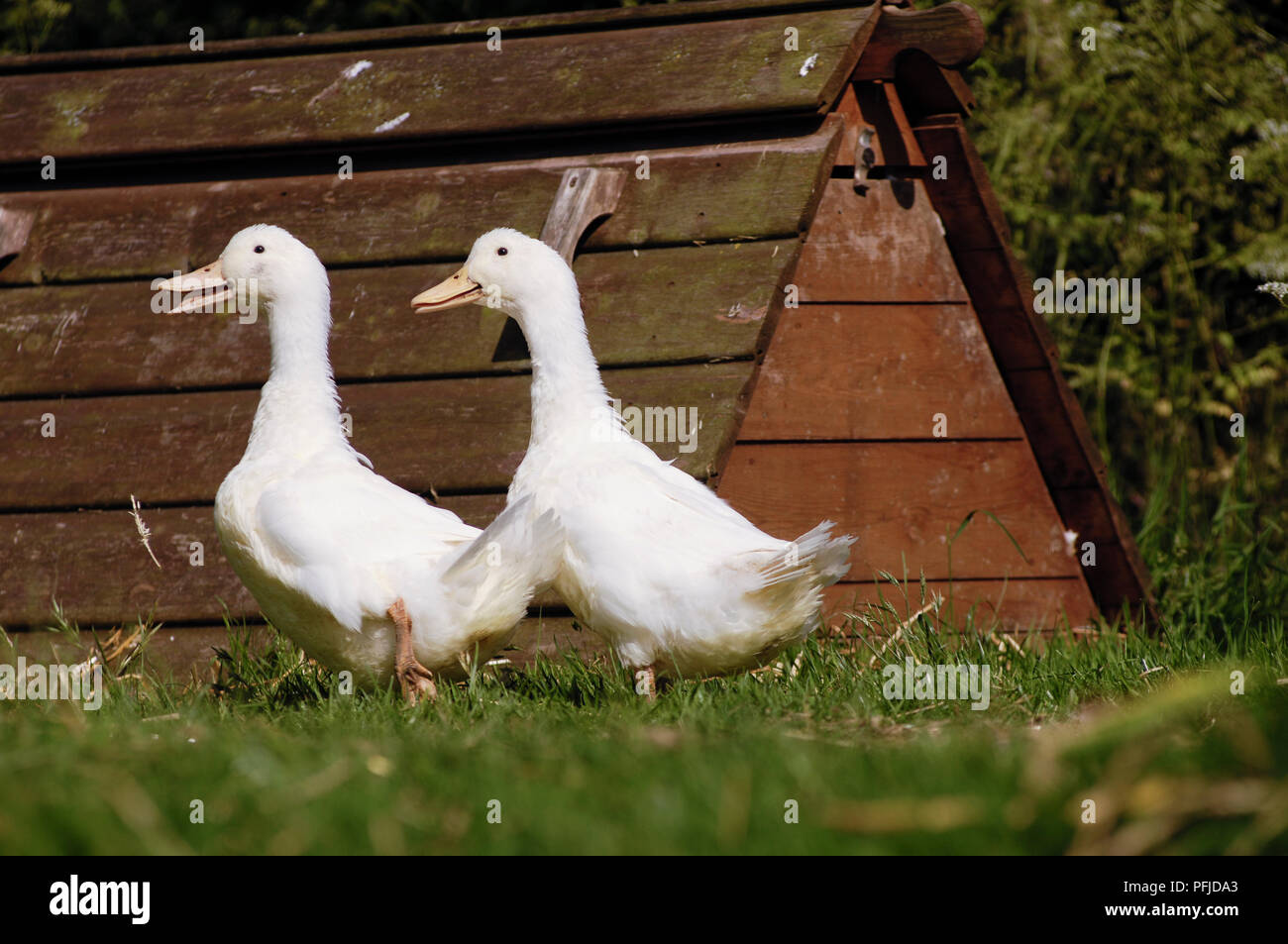 Two white ducks walking past wooden duck shelter Stock Photo Alamy